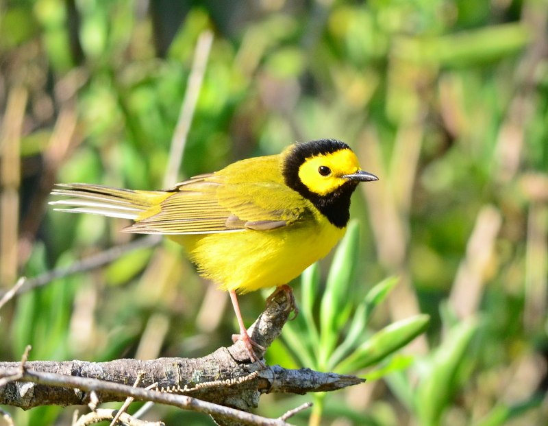 Meadowlark птица