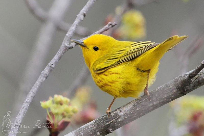Birds that are Black Fethers with a little bit of Yellow