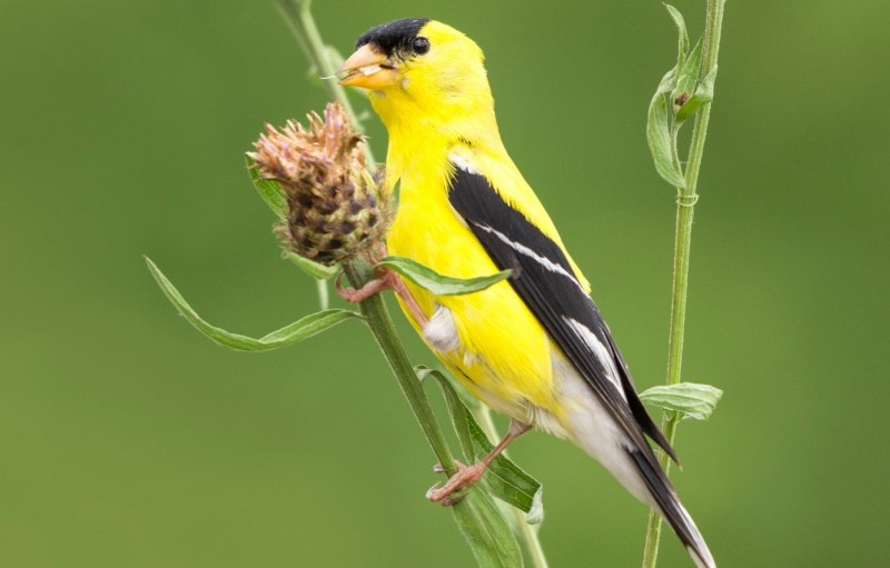 Yellow Warbler птица