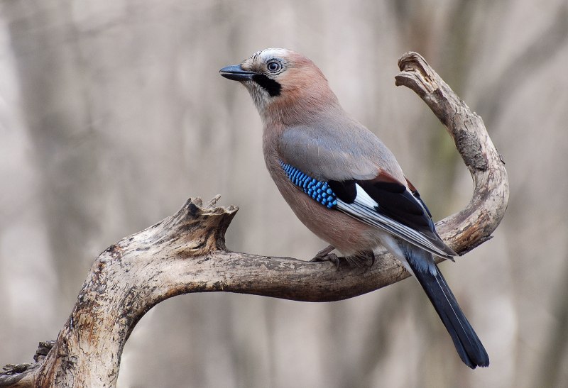 Сойка обыкновенная garrulus glandarius