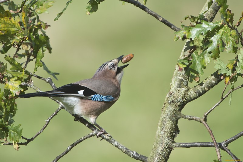 Сойка обыкновенная garrulus glandarius