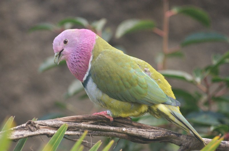 Ptilinopus porphyreus