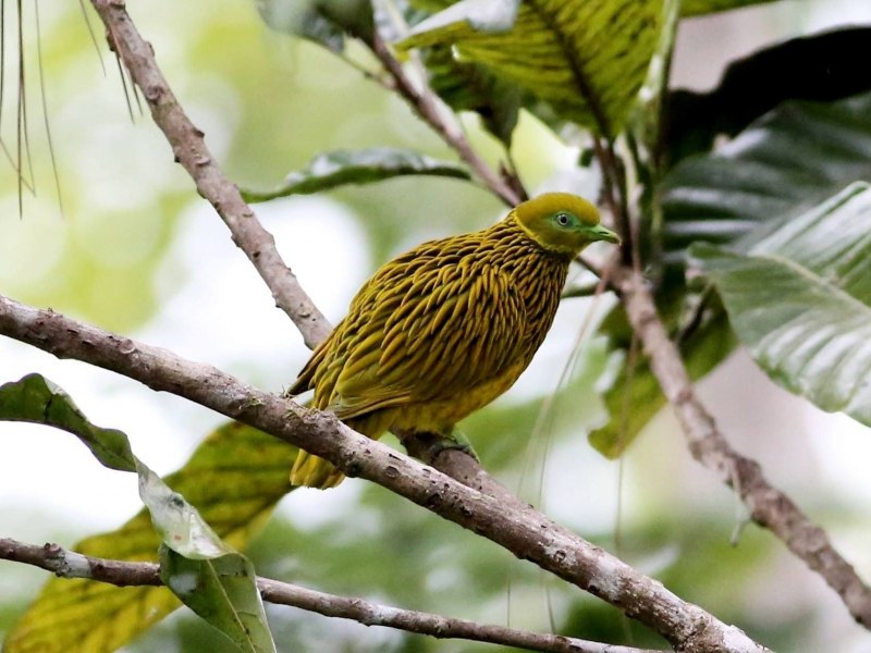 Ptilinopus huttoni