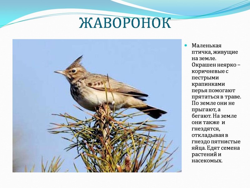 Полевой Жаворонок Перелетная птица