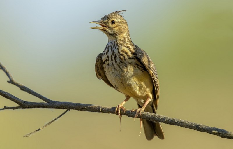 Lark Жаворонок