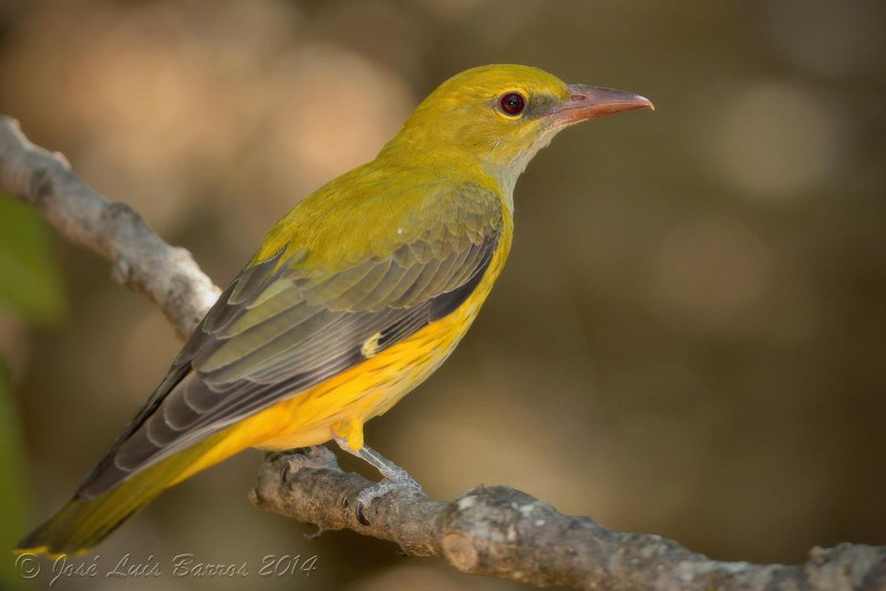 Eurasian Golden Oriole
