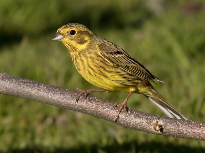 Emberiza sulphurata