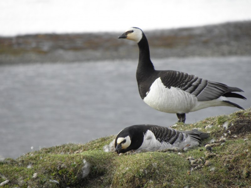 Ares and Geese