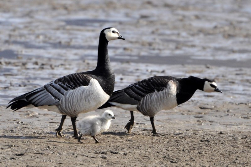 Dark-bellied Brent Goose
