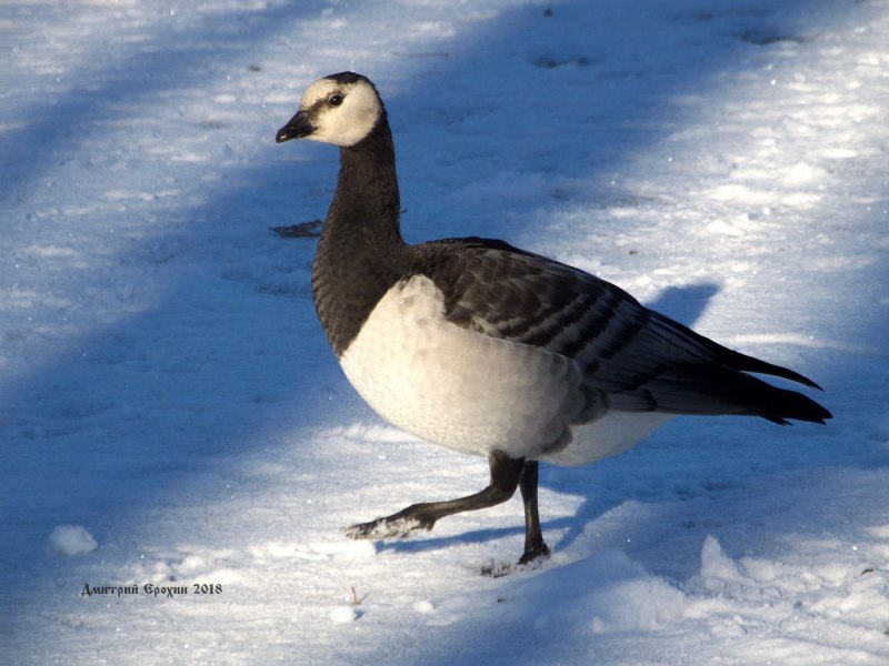 Barnacle Goose