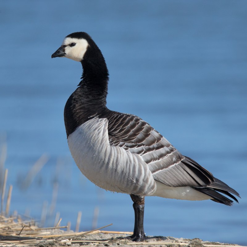 Белощёкая казарка Branta leucopsis