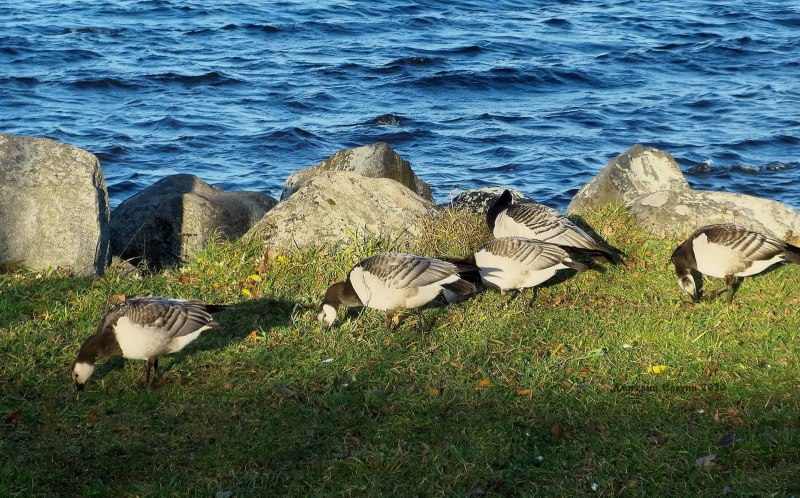 Белощёкая казарка Branta leucopsis