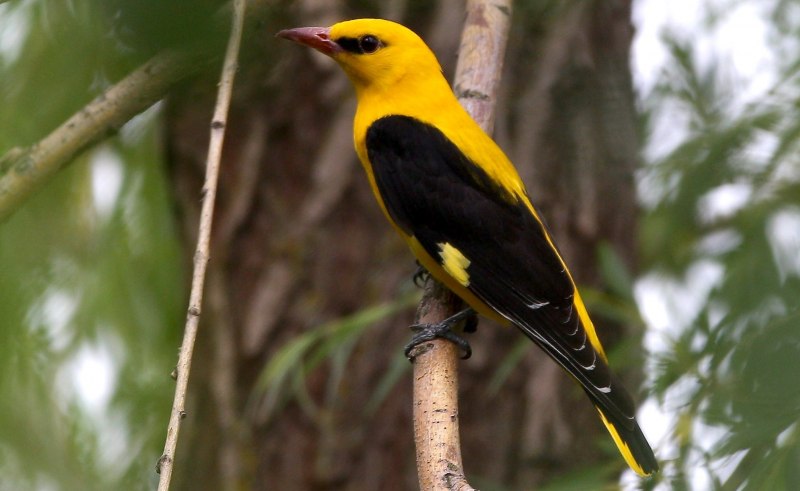 Sicalis flaveola