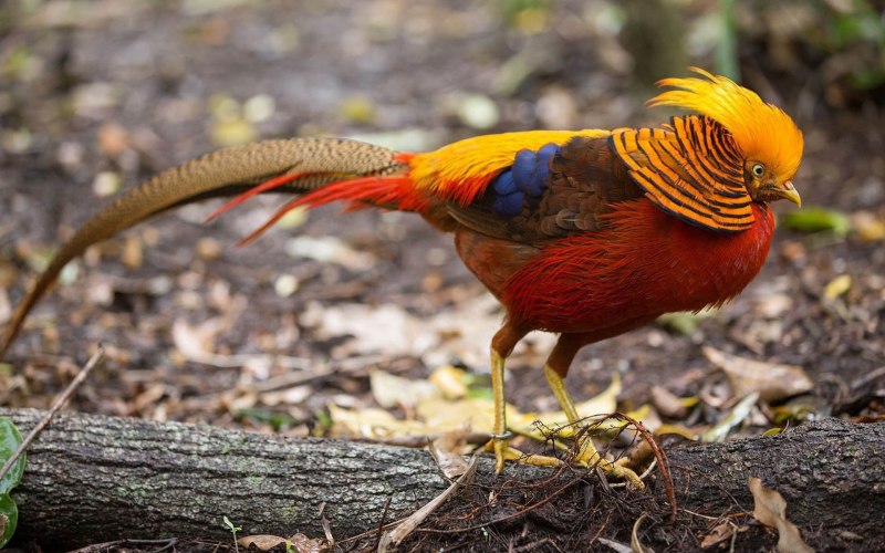 Paradisaea Raggiana