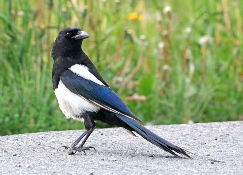 Magpie - сорока