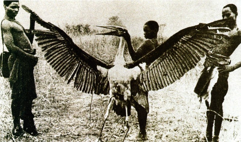 Охотники позируют с убитым птеродактилем США 1893 год