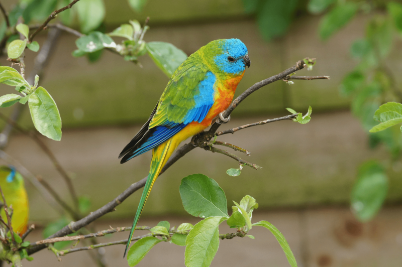 Лазурный травяной попугай (59 фото)