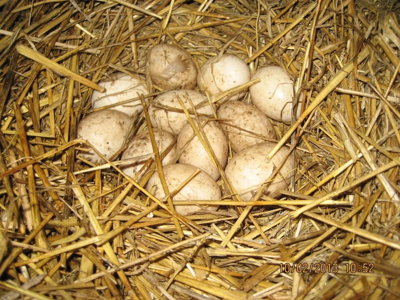 Яйцо башкирской утки