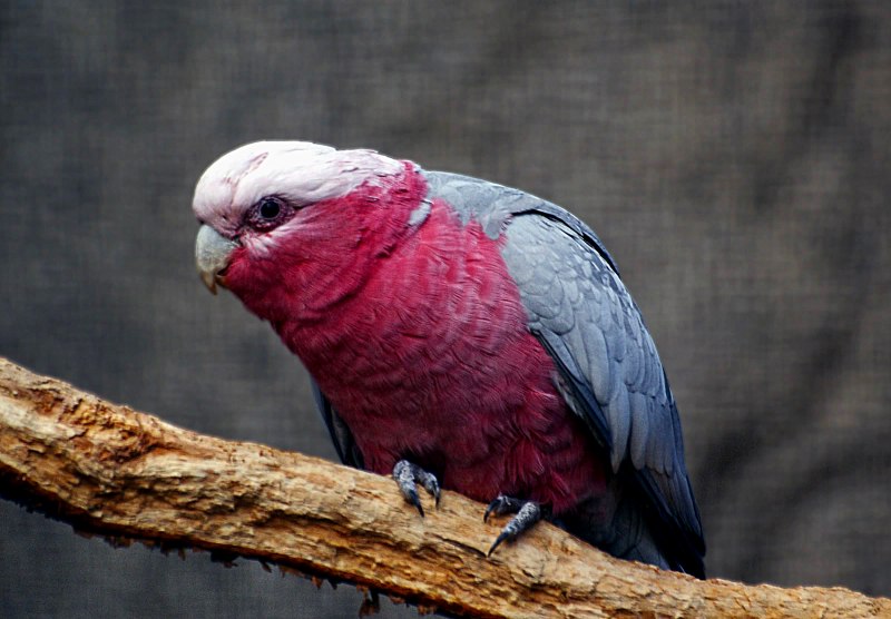 Eolophus roseicapilla
