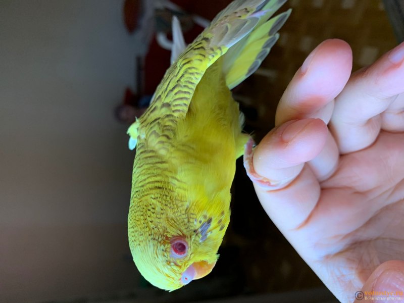 Сера-хохлатый Какаду (Cacatua galerita)
