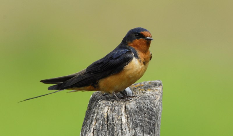 Ласточка деревенская (Касатка) (Hirundo Rustica)