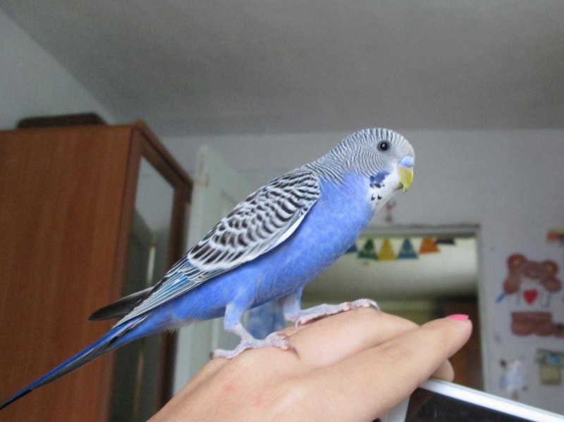 Попугайчик волнистый (Melopsittacus undulatus)
