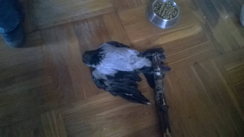 У попугая нарост над хвостом