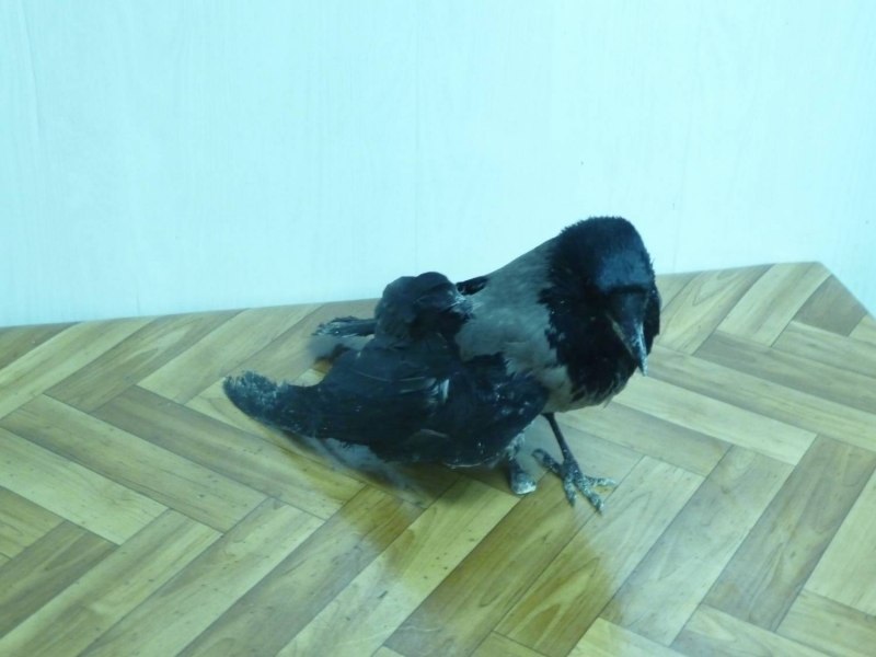 Сломанные перья у ворон