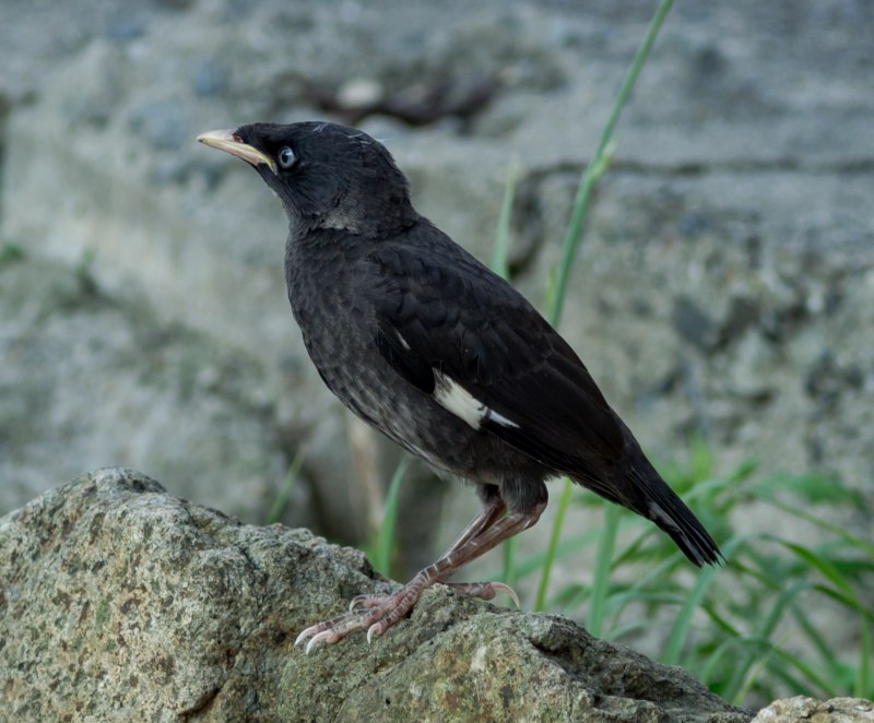 Crested Myna