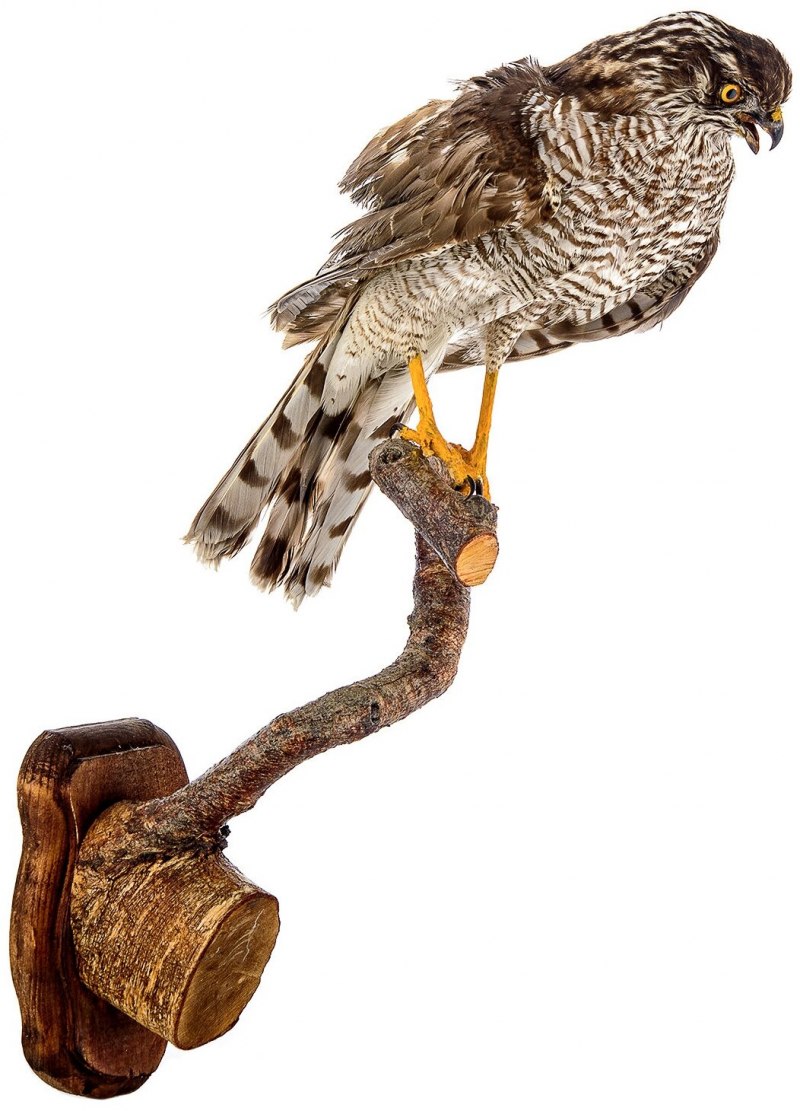 Чеглок (Falco Subbuteo)