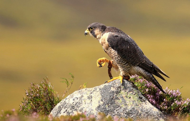 Чеглок (Falco Subbuteo)