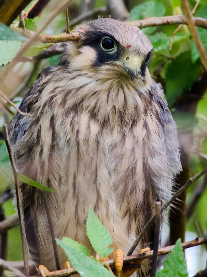 КОБЧИК (Falco vespertinus)