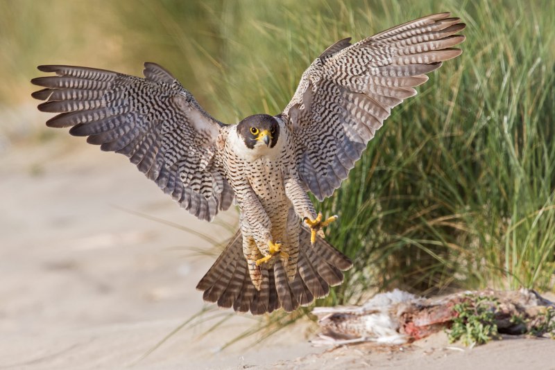 Сокол-Сапсан (Falco peregrinus)