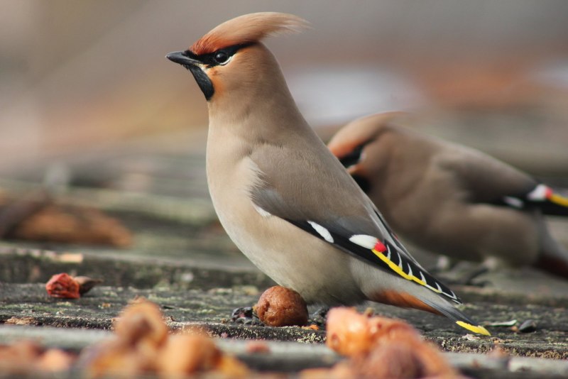Свиристель обыкновенный (Bombycilla garrulus)