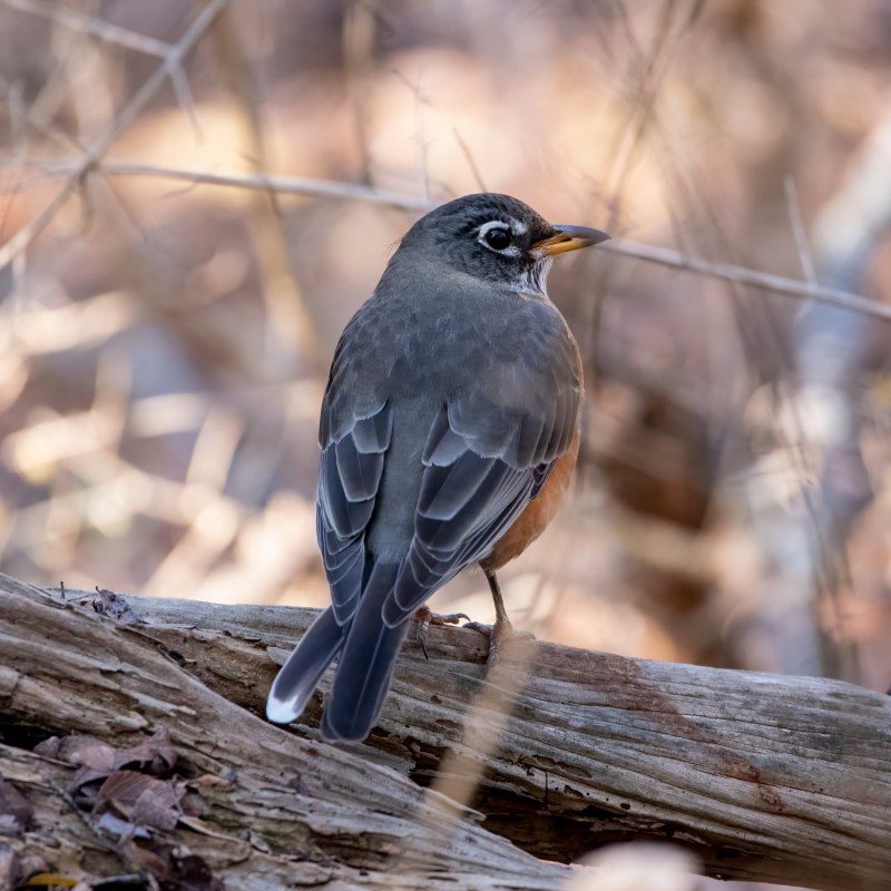 Серая мухоловка (Muscicapa striata)