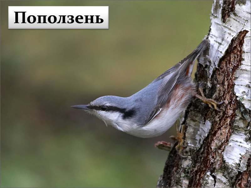 Поползень Перелетная птица
