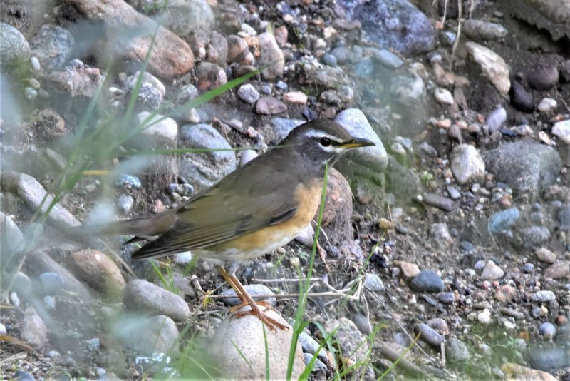 Turdus Obscurus