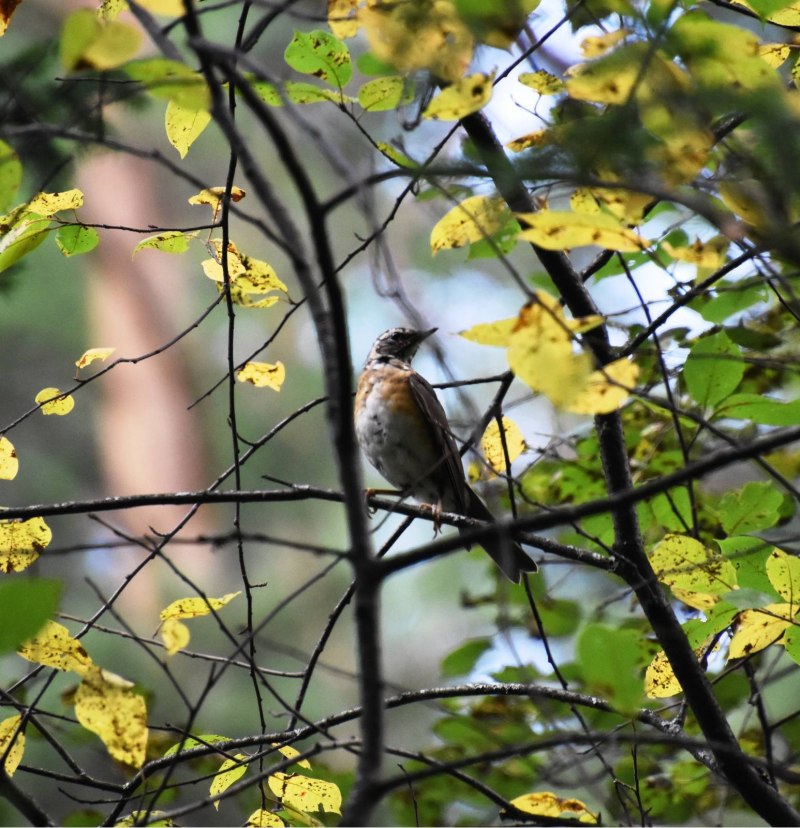 Дрозд-рябинник (turdus pilaris)