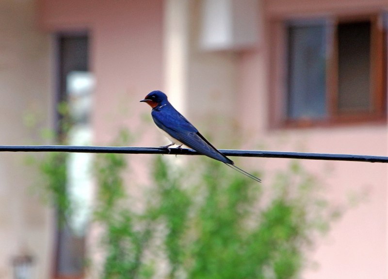 Ласточки (Hirundo