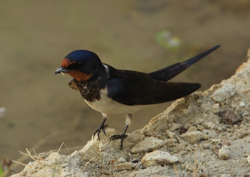 Ласточка деревенская, или Касатка ‒ Hirundo Rustica (l., 1758)