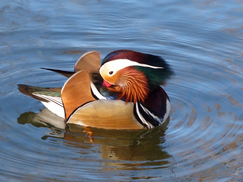 Утка-Мандаринка (Aix galericulata) Приморье