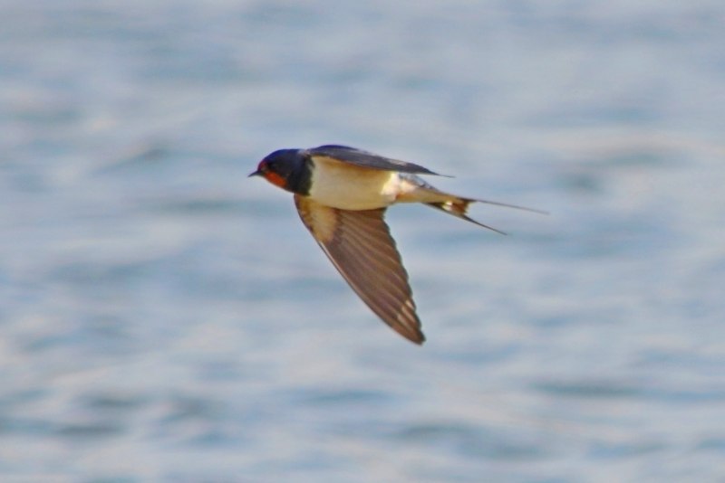 Деревенская Ласточка Hirundo Rustica на монетах