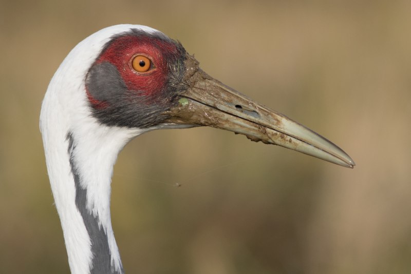 White-naped Crane