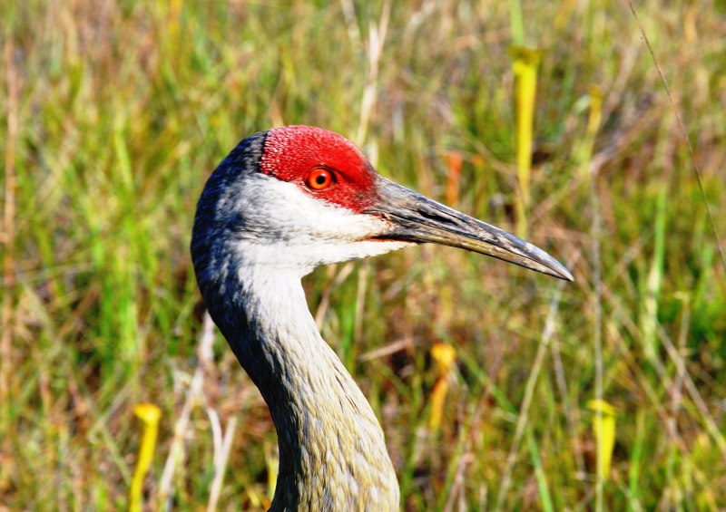 Grus canadensis