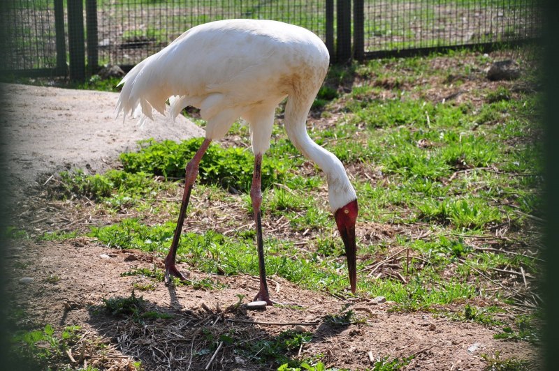 Siberian White Crane