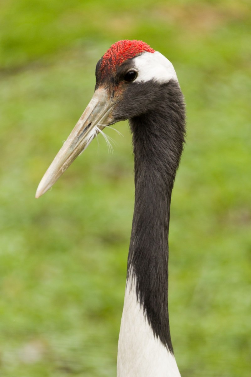 Grus japonensis