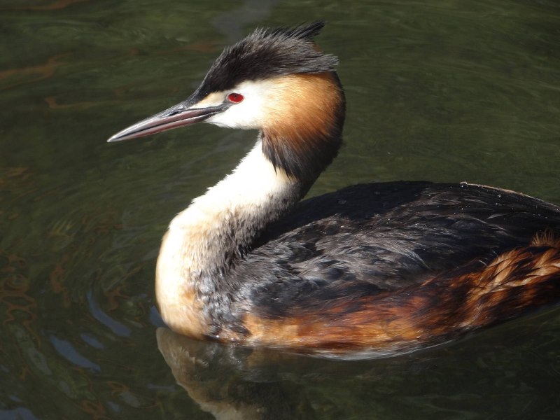 Малая поганка (Podiceps ruficollis (Tachybaptus ruficollis))
