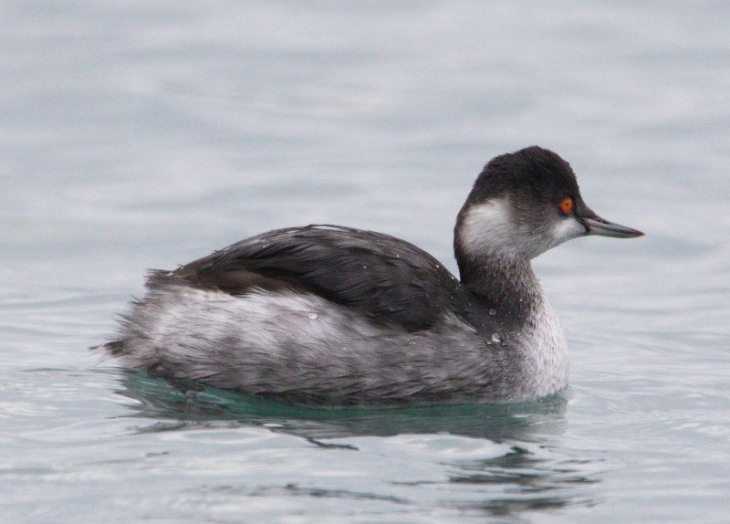 Черношейная поганка Podiceps nigricollis