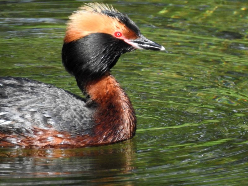 Большая поганка – Podiceps cristatus