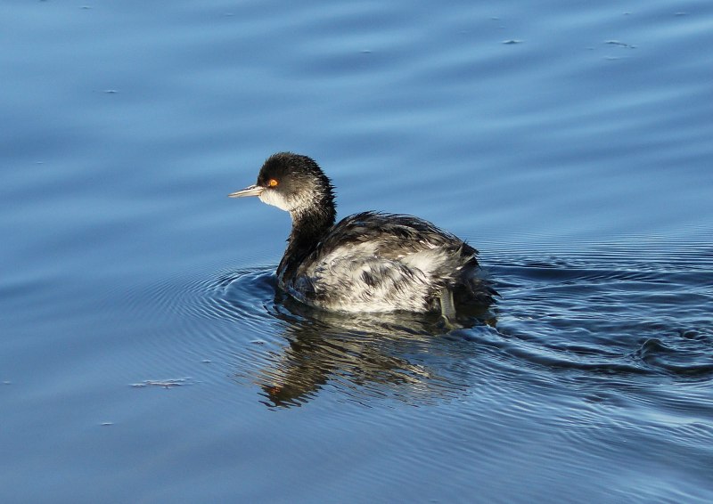 Черношейная поганка Podiceps nigricollis